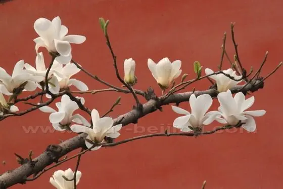 Yulan Magnolia 11
