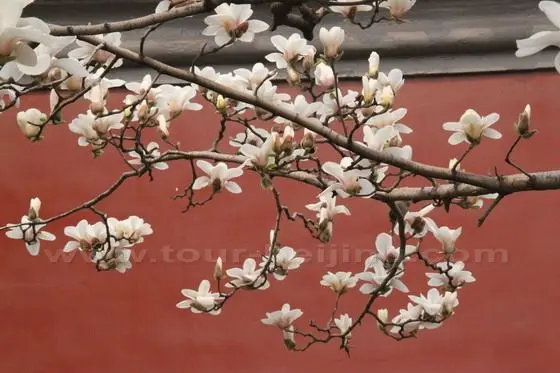 Yulan Magnolia 12