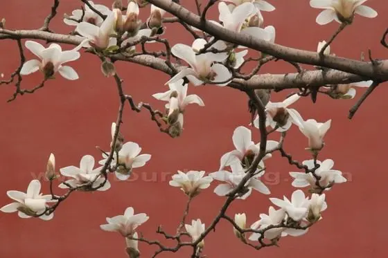 Yulan Magnolia 13