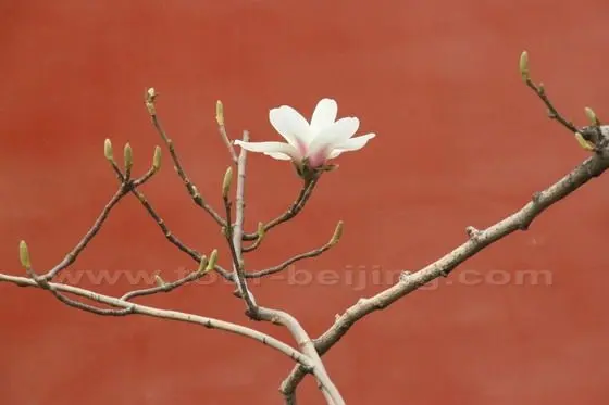 Yulan Magnolia 1