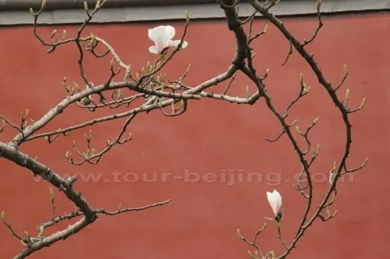 Yulan Magnolia 2