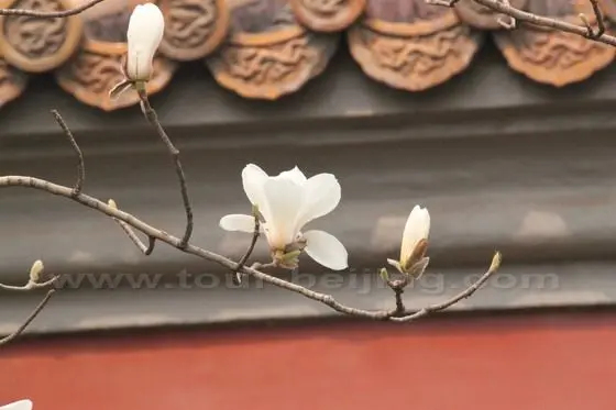Yulan Magnolia 3