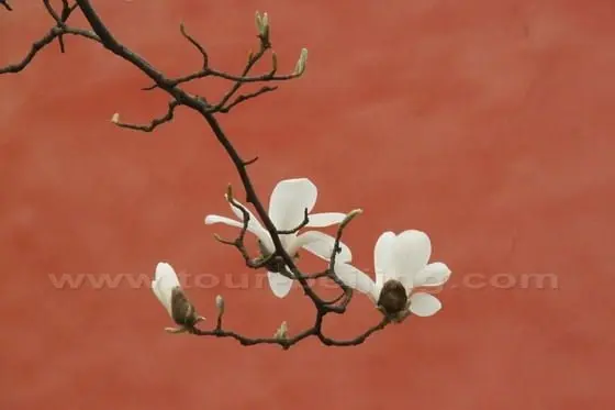 Yulan Magnolia 4