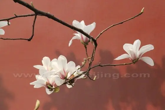 Yulan Magnolia 5