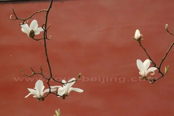 Yulan Magnolia 6