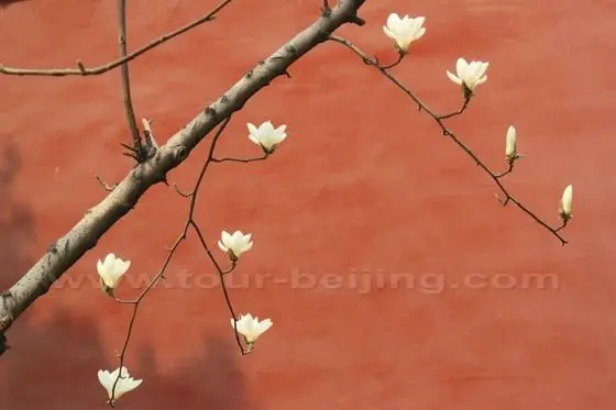 Yulan Magnolia 7