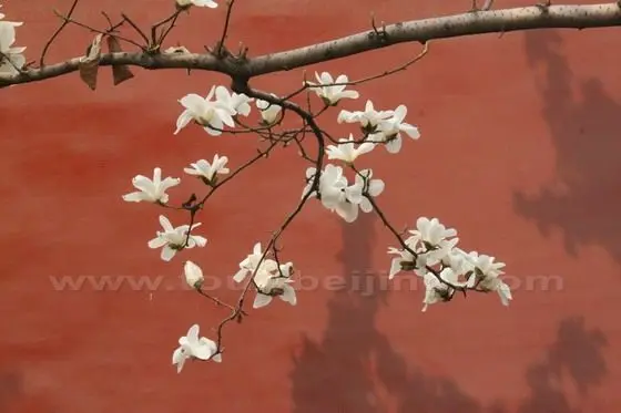 Yulan Magnolia 9