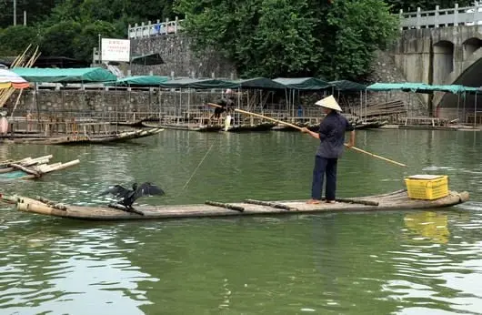 You will also have a chance to view cormorants catching fishes.