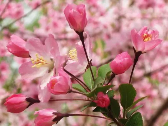 Yuyuantan Cherry Blossoms Festival