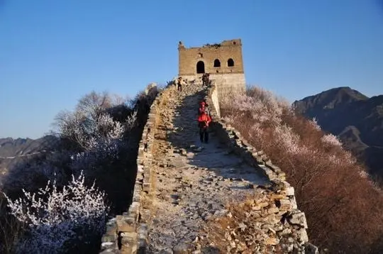 Peach Flowers around the famous Zhengbeilou Tower