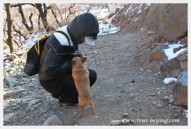 A lonely village dog seeking a potential master's love