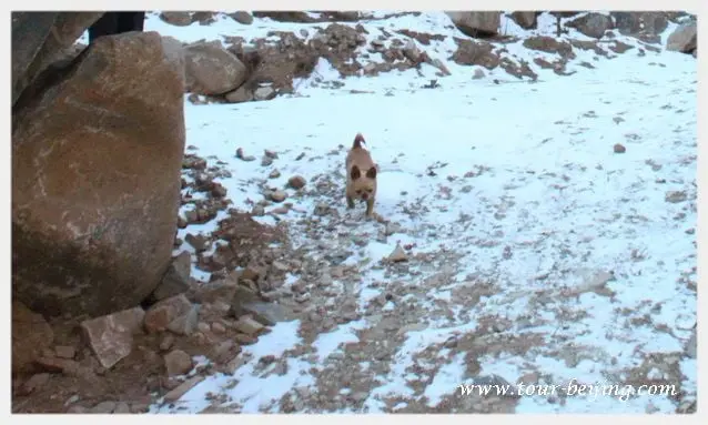 I turned back and found the dog still following us.