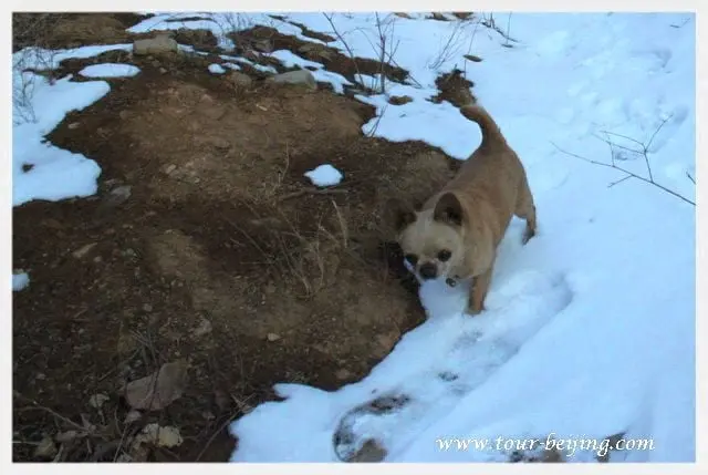 The dog is still following us despite of the snowy mountain road