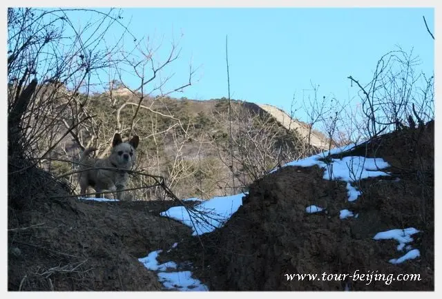 The Dog and the Great Wall Photo 1