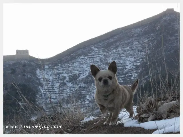 The Dog and the Great Wall Photo 2