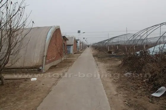 a branch road flanked by rows of greenhouses