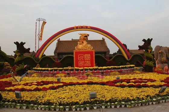 a garden of yellow Chrysanthemum flowers.