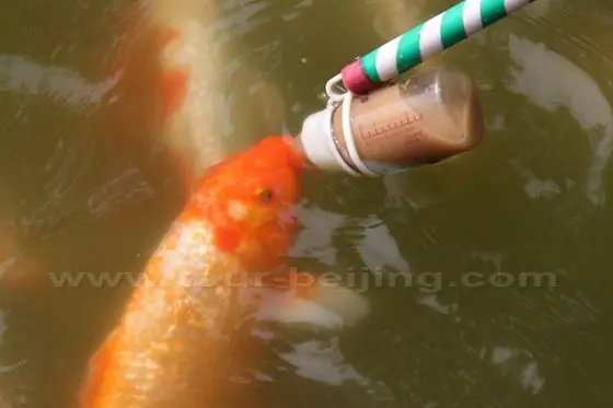 a kind of fish sucking food like a human baby suking breasts for milk.