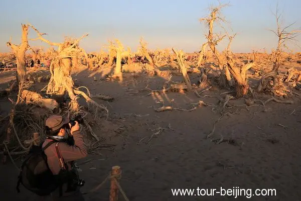 Guai Shu Lin in Ejin Banner, Inner Mongolia (Tips, Photos & Map)