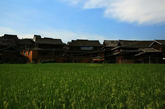 The wooden House and Rice Fields