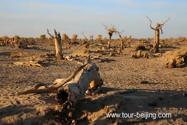 Guai Shu Lin in Ejin Banner, Inner Mongolia (Tips, Photos & Map)