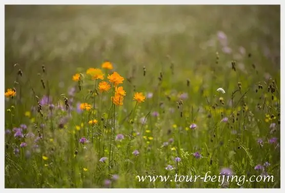 Jinlianchuan Grassland (Tips & Photos)