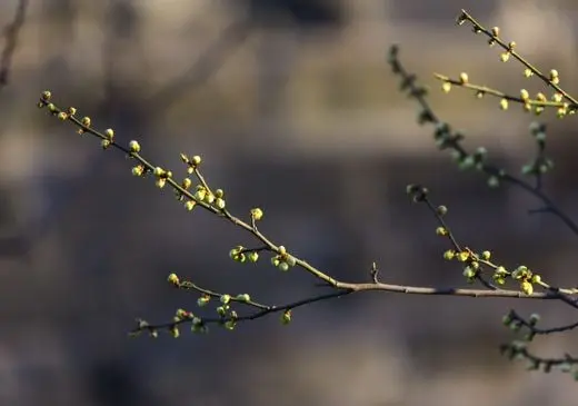 Best Time to See Plum Blossoms in Beijing