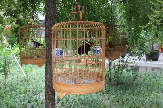 green trees hung with cage birds.