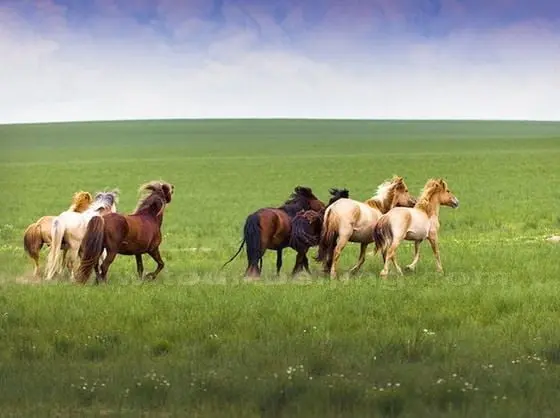Grassland in West Ujimqin Banner (Tips, Photos & Map)