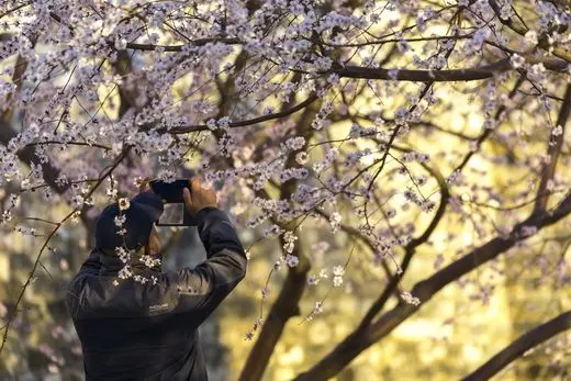 Best Time to See Plum Blossoms in Beijing