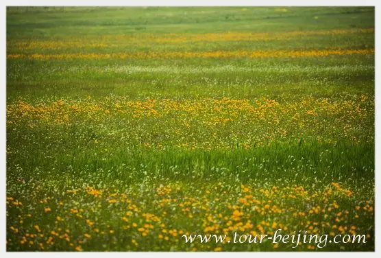 Jinlianchuan Grassland (Tips & Photos)