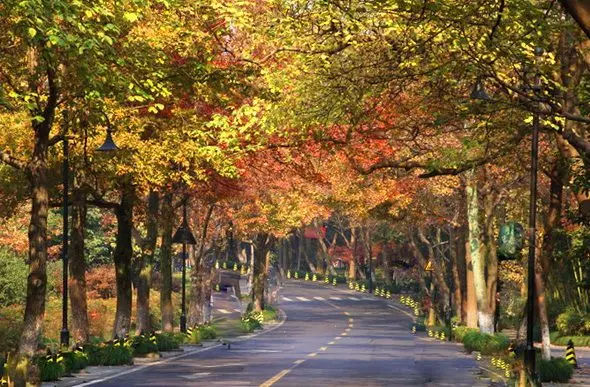 Best Places to See Autumn Leaves in Hangzhou