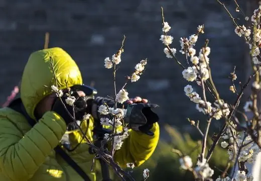 Best Time to See Plum Blossoms in Beijing