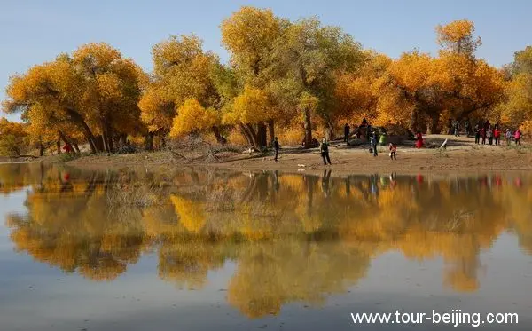 Populus Forest in Ejin Banner (Tips, Photos & Map)