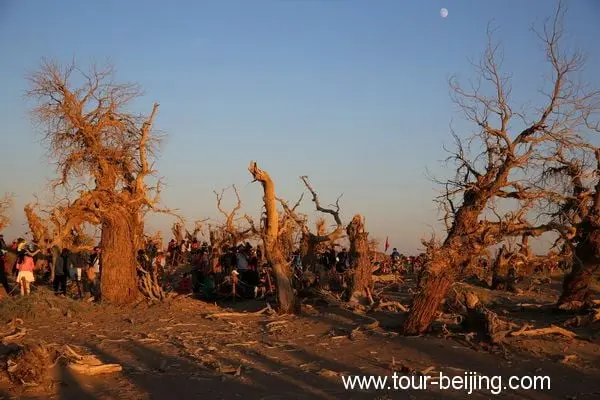 Guai Shu Lin in Ejin Banner, Inner Mongolia (Tips, Photos & Map)