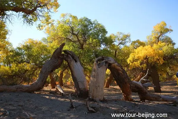 Populus Forest in Ejin Banner (Tips, Photos & Map)