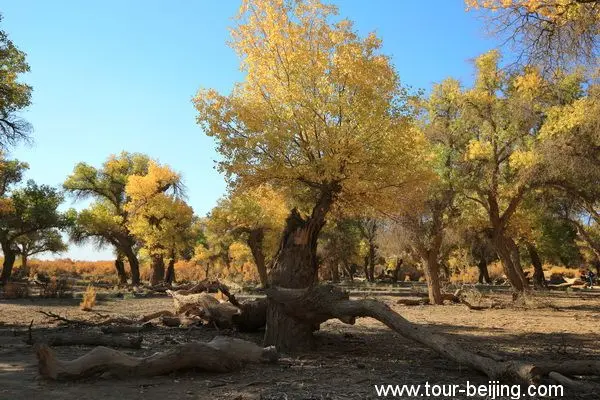 Populus Forest in Ejin Banner (Tips, Photos & Map)
