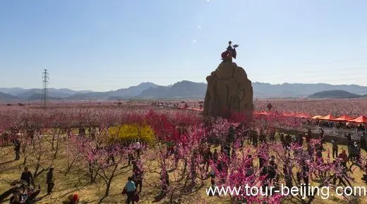 Pinggu Orchard - the largest of this kind in the world