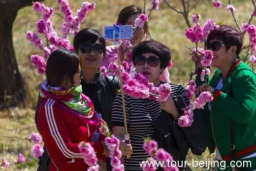 Selfie in front of blooming peach flowers
