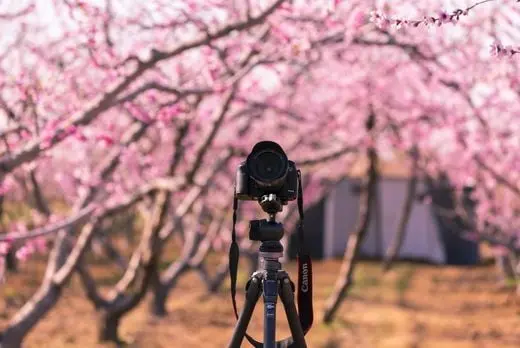 Peach Flower Photography