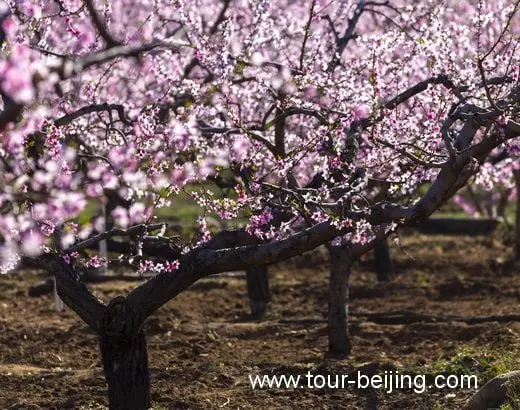 Flowering Peach Trees