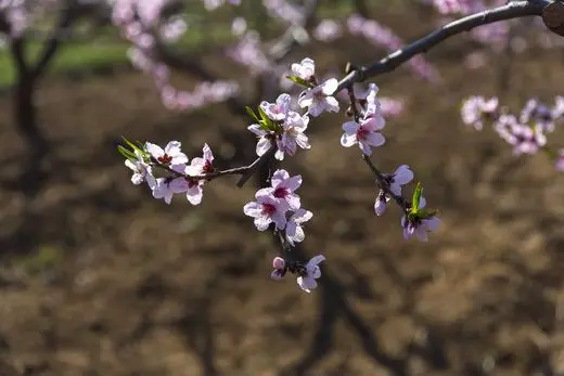 Blooming Peach branches