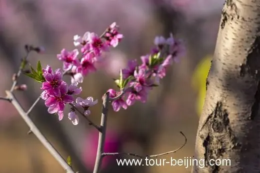 Peach blossoms