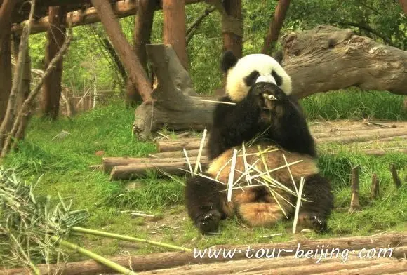 Top 10 Attractions in Chengdu (Tips, Photos & Map)