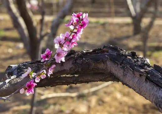 Old branch and new flowers