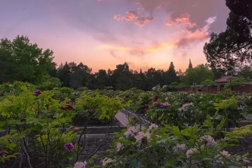 Peonies in the sunset glow