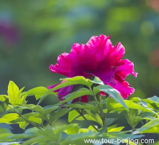 Beautiful Peony