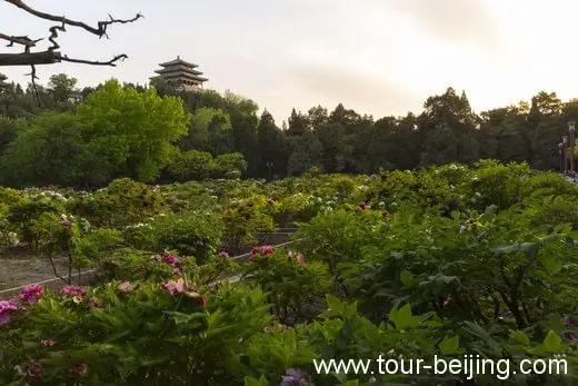 The Peony Garden is behind Jingshan Hill with a pavilion with three-layered eaves on the top