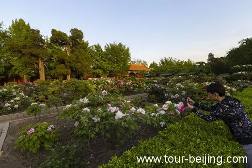 The Largest Peony Garden in Beijing