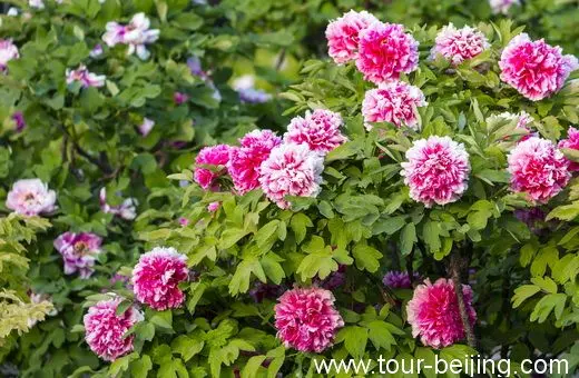 Peonies are big and fragrant